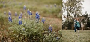 texas bluebonnets