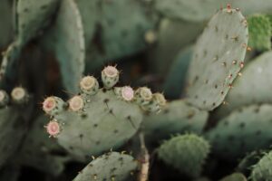 lubbock photographer